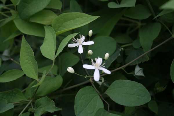  으아리(미나리아재비과)