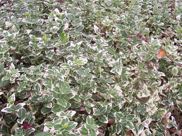 은테줄사철(노박덩굴과)