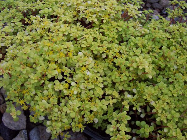 황금새덤(꿩의비름과)