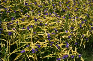 황금자주달개비