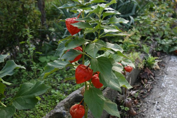 꽈리(가지과)  
