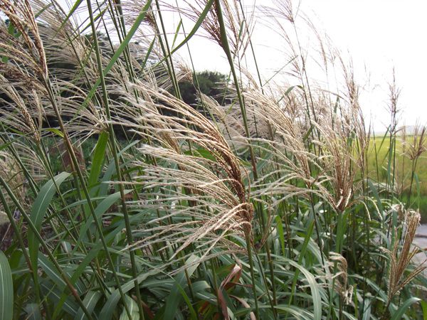 억새(벼과)  