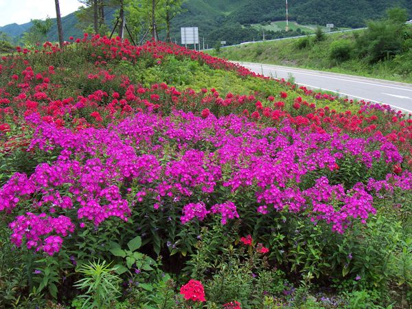 후록스(꽃고비과)  